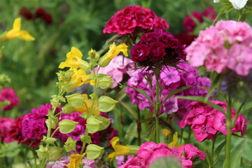 a colorful flower meadow for insects