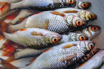 fresh catch of roach with red fins and eyes