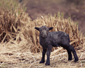 Young black male ouessant sheep lamb