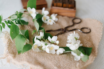 Fototapeta na wymiar White blossom jasmine with old scissors and wood box