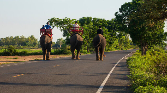 Elephant Walk In The Road