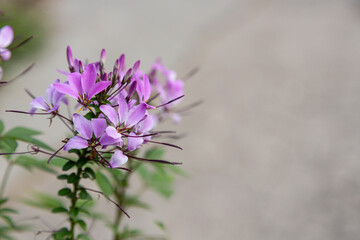  Spring flowers purple in color.