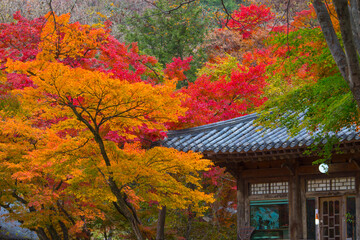 Fototapeta premium autumnal colors 