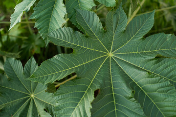 Closeup of a castor leaf. 