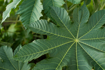 Closeup of a castor leaf. 