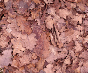Dry autumn foliage as background