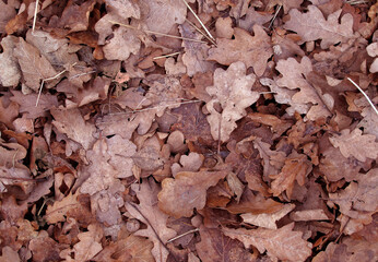 Dry autumn foliage as background