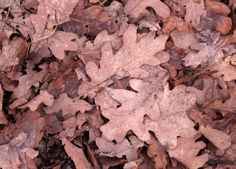 Dry autumn foliage as background