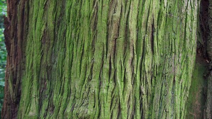 Beautiful tree trunk background with wood covered in green lichen growth