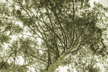 Old pine trees a view of the sky