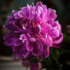 pink and purple flower