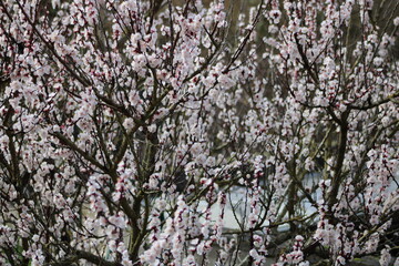 Photographie de fleurs éclos