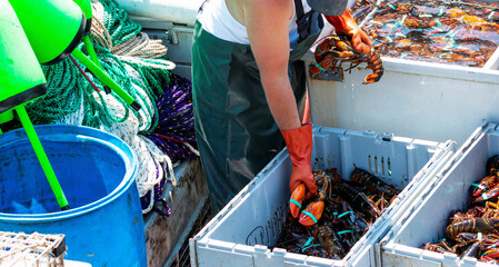 Live Maine lobsters being sorted by fisherman on boat