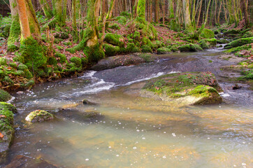 Naklejka na ściany i meble une rivière traversant une forêt d'arbres moussus. Un cours d'eau dans une forêt du Morvan