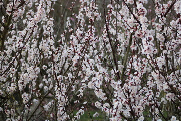 Photographie de fleurs éclos