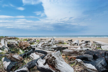 Logs on bare sandy beach of Oregon Sand Dunes National Recreation area, West Coast, USA