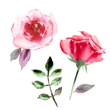 Hand drawn watercolor red roses and leaves.