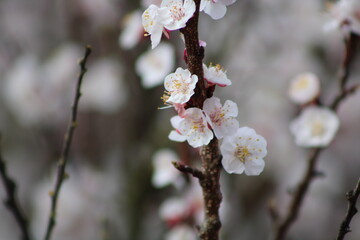 Photographie de fleurs éclos