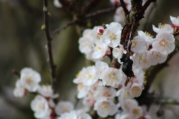 Photographie de fleurs éclos