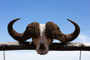 Closeup of a skull of Cape Buffalo, Masai Mara, Kenya