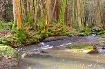 une rivi&egrave;re traversant une for&ecirc;t d'arbres moussus.