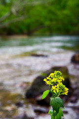 Obraz na płótnie Canvas 川の畔に咲く黄色い野花。