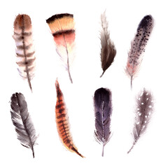 Hand drawn watercolor bird feathers set