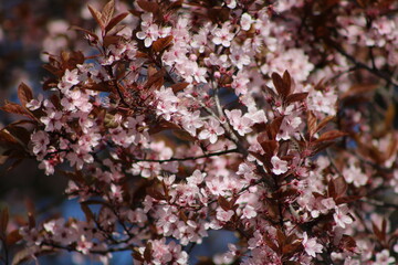 Photographie de fleurs éclos