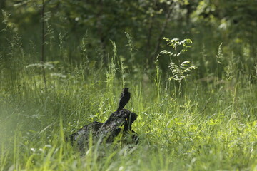 Слеток на пеньке
