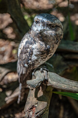curious owl
