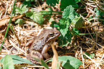 Common frog (Rana temporaria), also known as European common frog, European common brown frog, or European grass frog, sitting on grass in the wild (in the forest)