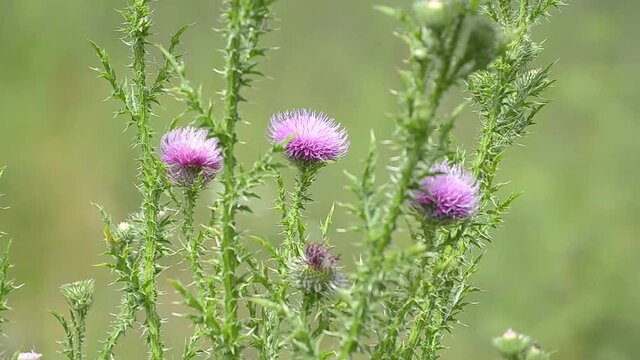 Carduus nutans, Thistle blooming on a green background in the forest. Selective focus