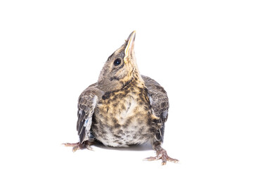 song thrush white background