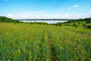 Fototapeta premium Agricultural scenic field of green herbaceous plants and wild flowers. Dirt road and dirt road, river and forest in the distance on the background of a blue sky with clouds