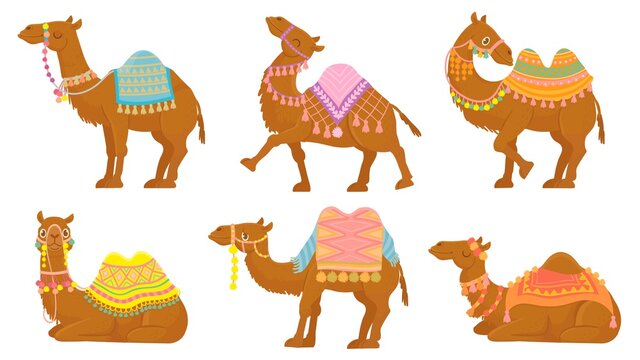 Cartoon camel. Funny desert animals with saddle. Camels vector isolated characters set. Wild and domesticated Arabian pet for ride with decorated seat in various positions, lying, standing