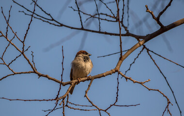 Wildlife in urban areas - bird life in a residential garden in Gauteng province on the Highveld in South Africa image in horizontal format