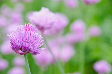 薄紫色のチャイブの花。