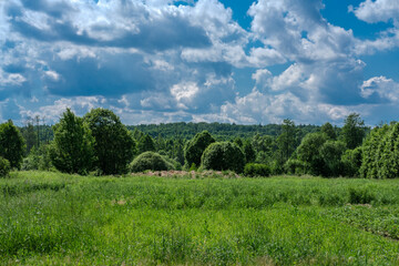 Fototapeta na wymiar Landscape in a Russian village with views of tall grass, forest and blue sky with clouds.