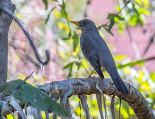 Wildlife in urban areas - bird life in a residential garden in Gauteng province on the Highveld in South Africa image in horizontal format