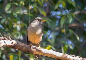 Wildlife in urban areas - bird life in a residential garden in Gauteng province on the Highveld in South Africa image in horizontal format