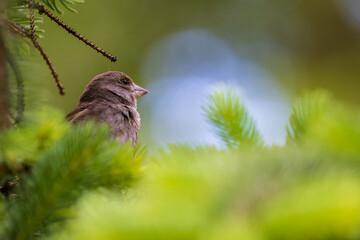 A greenfinch nestling sits among the dense needles in the park. Urban green and yellow warbler in a nature habitat. Blurred background.