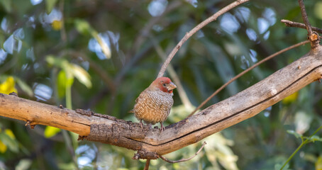 Wildlife in urban areas - bird life in a residential garden in Gauteng province on the Highveld in South Africa image in horizontal format