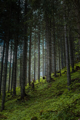 Dolomiti
