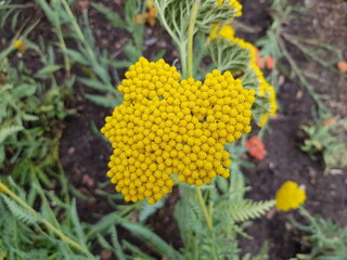 Achillea millefolium, “Coronation Gold”  Asteraceae family.