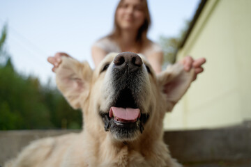 Close-up of woman holding dog by ears on summer day