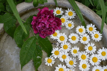 Daisies in a pool of water