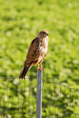 The common buzzard (Buteo buteo) is a medium-to-large bird of prey which has a large range