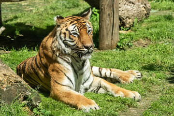 Caged tiger at the zoo.