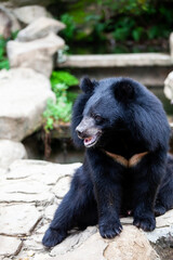 Asian great black bear. Danger, mammal.