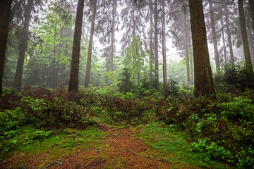 Mountain woods at rainy weather in the area of Hahnenklee borough of the city of Goslar, in the...